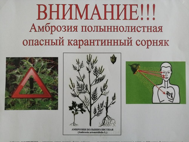 ambrozija